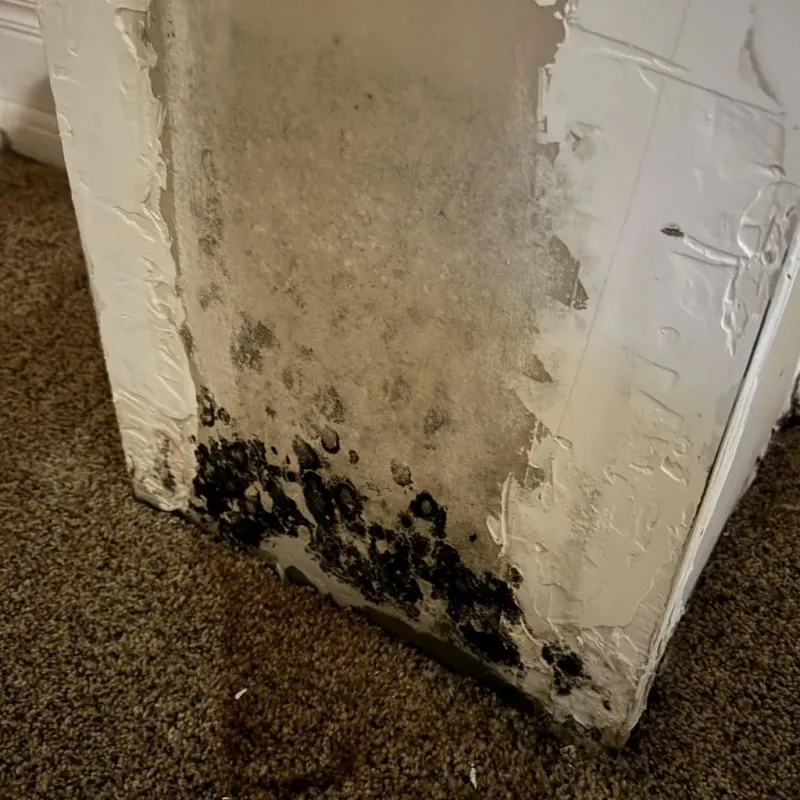Professional Mold Removal in Daly City, CA